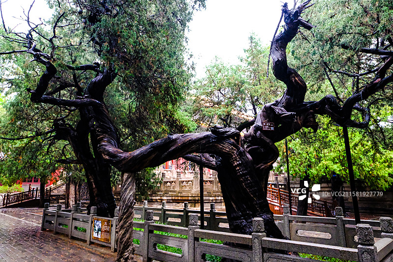 中国山东省泰安市岱庙景区的园林风光，岱庙景区的汉柏和唐槐，图片素材