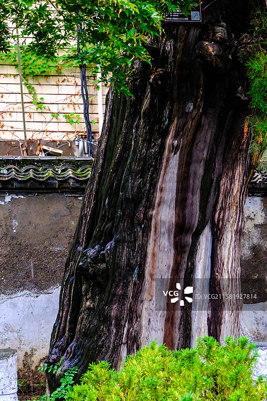 中国山东省泰安市岱庙景区的园林风光，岱庙景区的汉柏和唐槐，图片素材