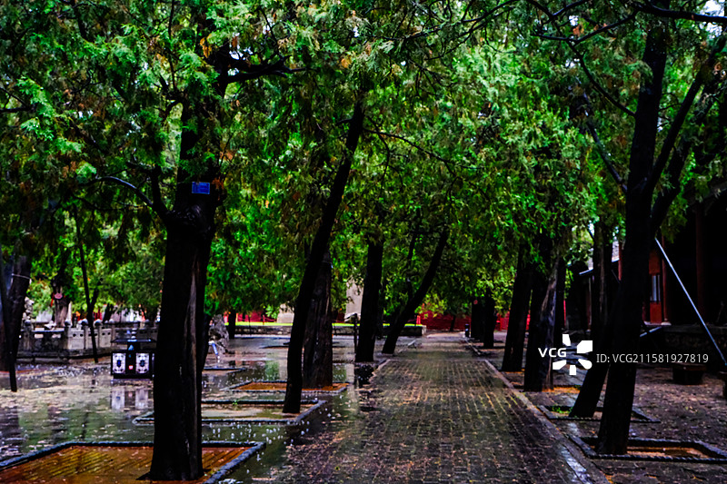 中国山东省泰安市岱庙景区的园林风光，岱庙景区的汉柏和唐槐，图片素材