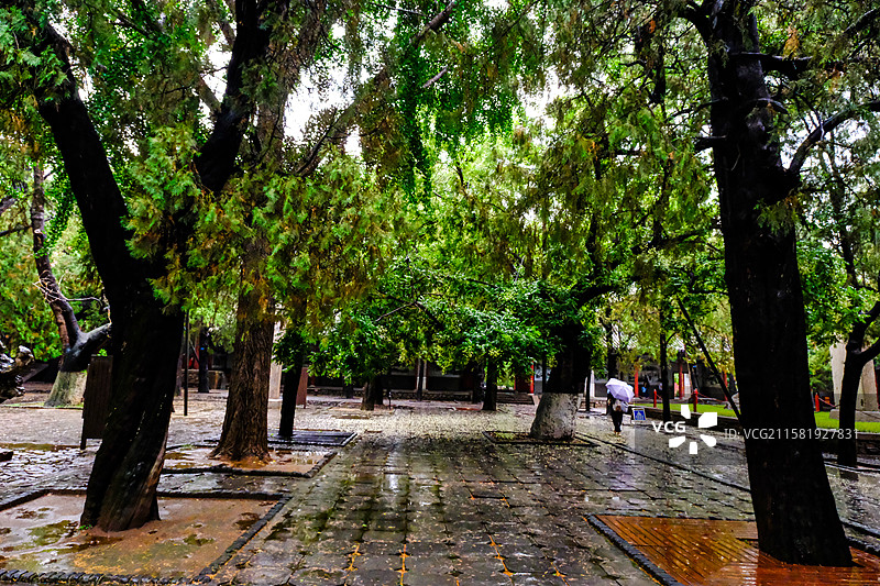 中国山东省泰安市岱庙景区的园林风光，岱庙景区的汉柏和唐槐，图片素材