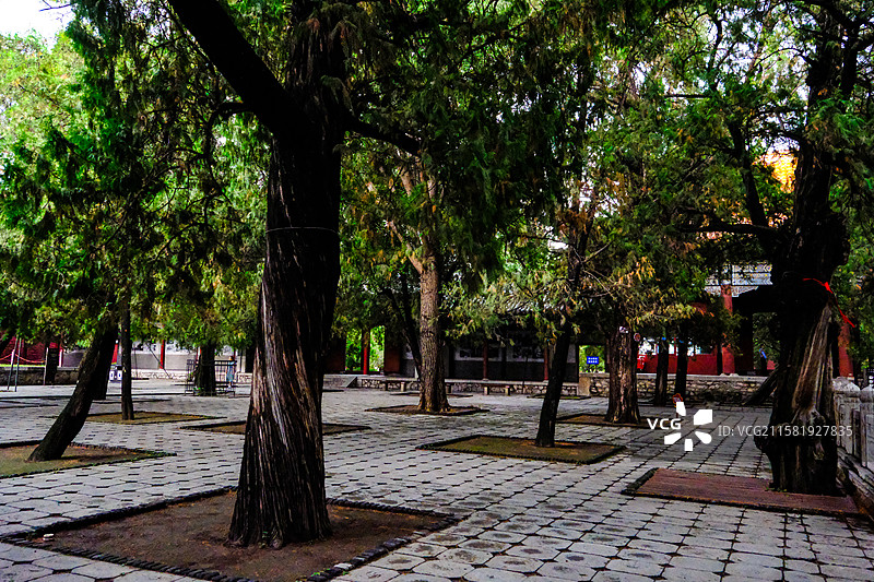 中国山东省泰安市岱庙景区的园林风光，岱庙景区的汉柏和唐槐，图片素材