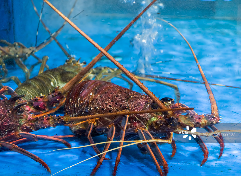 龙虾在水中游泳的特写镜头图片素材