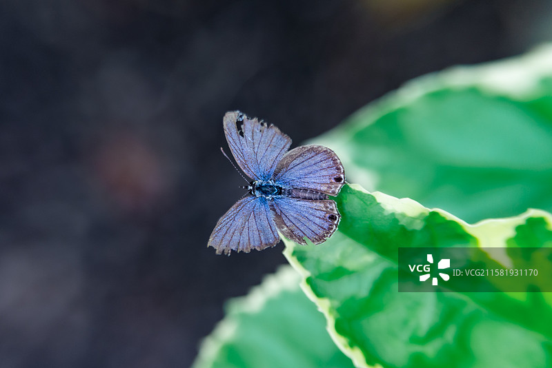 残翅-蝶图片素材
