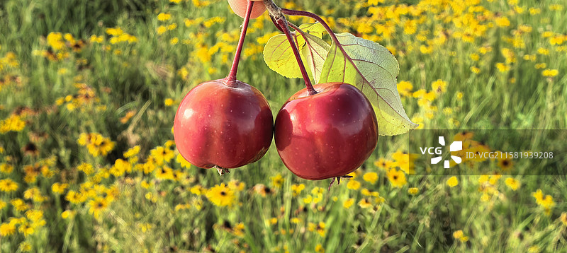 甘肃张掖特产红果特写镜头图片素材