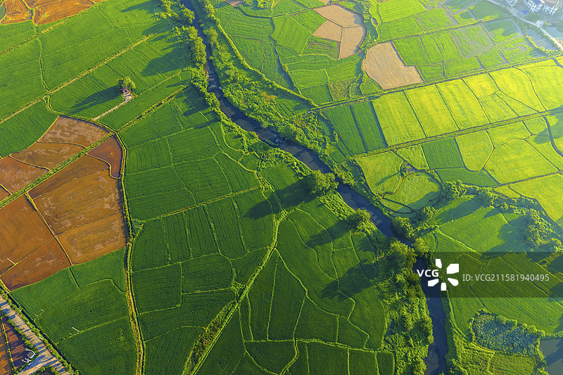 航拍农村家乡水稻夏天图片素材