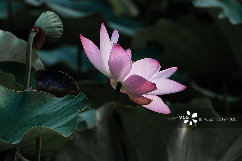 杨凌渭河夏日荷花图片素材