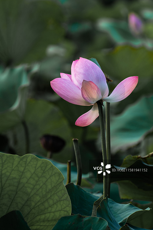 杨凌渭河夏日荷花图片素材