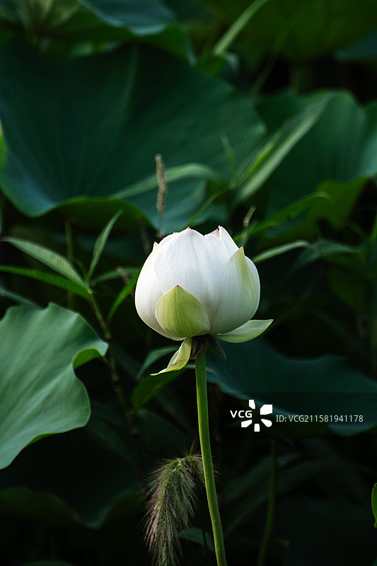 杨凌渭河夏日荷花图片素材
