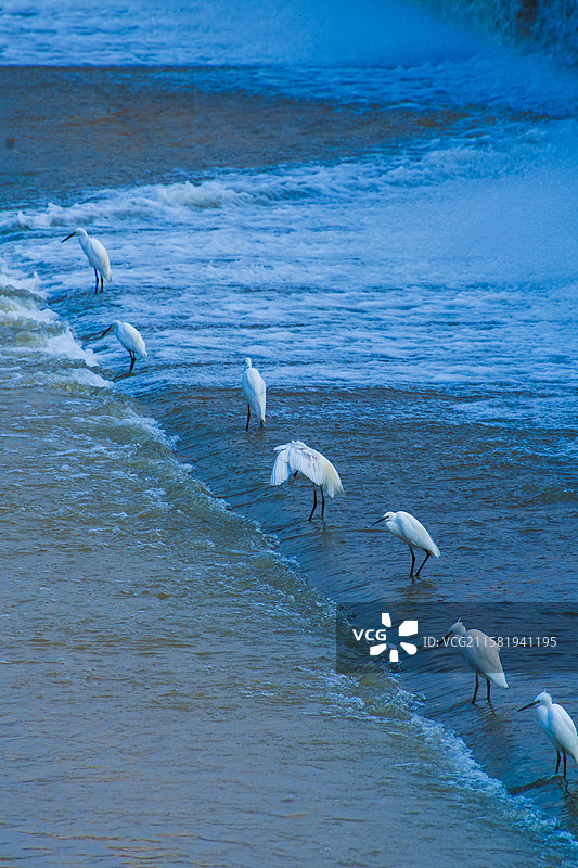 杨凌湿地白鹭图片素材