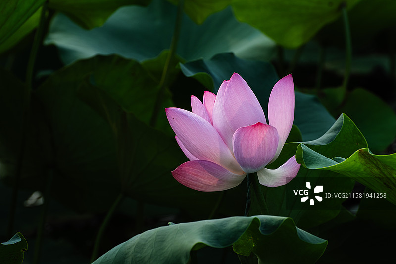 杨凌渭河夏日荷花图片素材