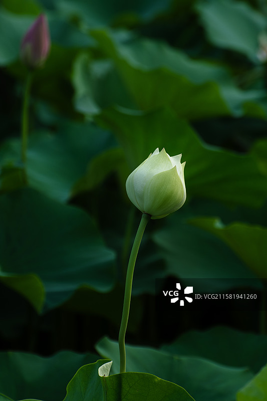 杨凌渭河夏日荷花图片素材