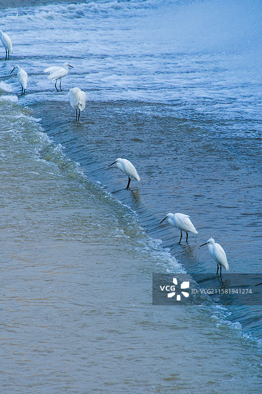 杨凌湿地白鹭图片素材
