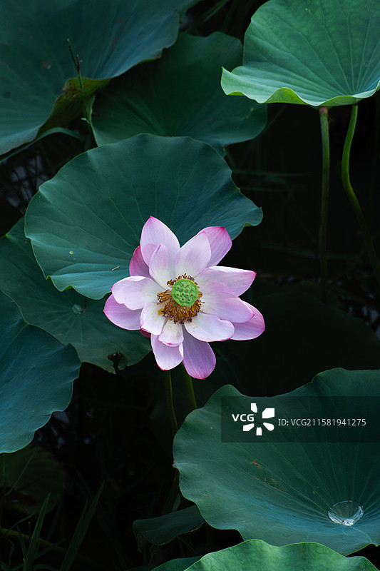 杨凌渭河夏日荷花图片素材