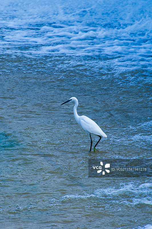 杨凌湿地白鹭图片素材
