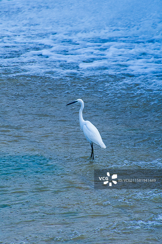 杨凌湿地白鹭图片素材