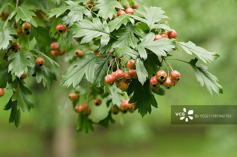 秋季山楂树上红色果实，户外自然生态植物，水果果实食物食品，特写静物图片素材