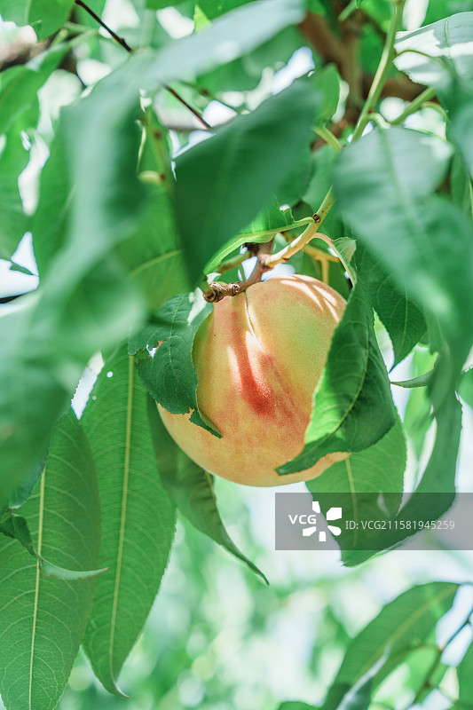 枝头成熟的诱人水蜜桃图片素材