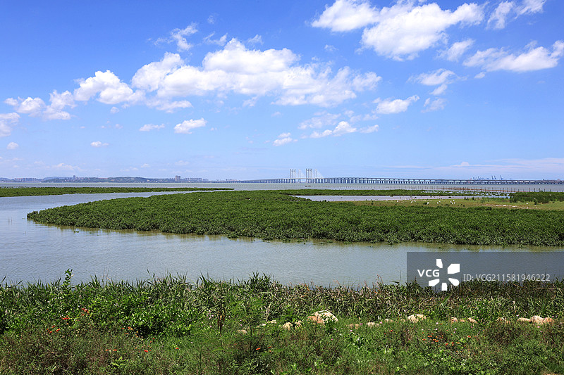 福建，泉州湾河口湿地省级自然保护区生态环境，蓝天白云、海洋红树林以及各种鸟类图片素材