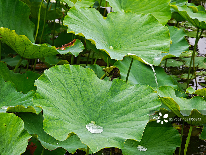 荷叶上透明水珠图片素材