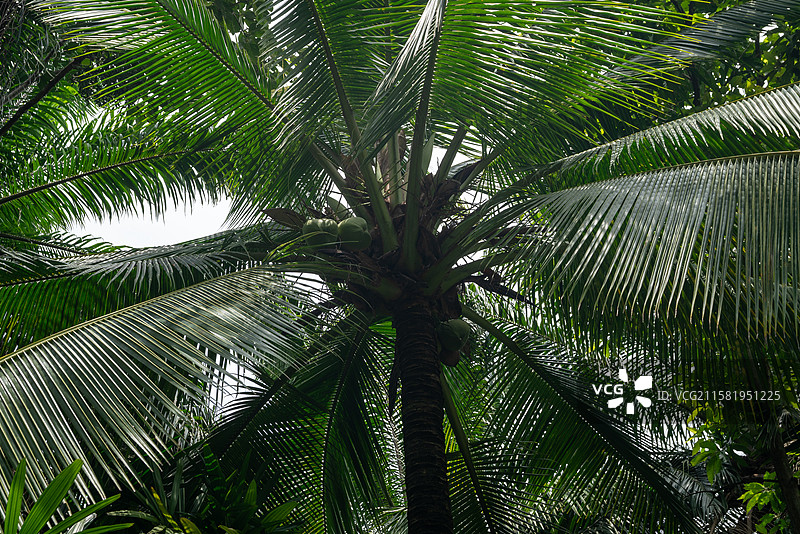 热带花卉园图片素材