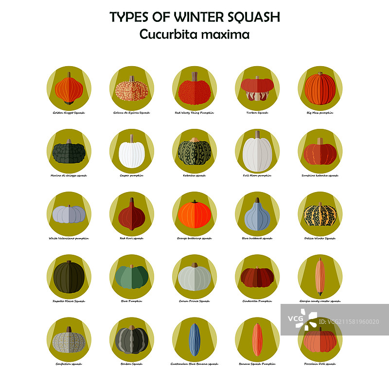 南瓜（Cucurbita maxima）扁平风格图标集图片素材