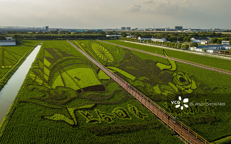 天津市津南区小站镇稻田画航拍图片素材