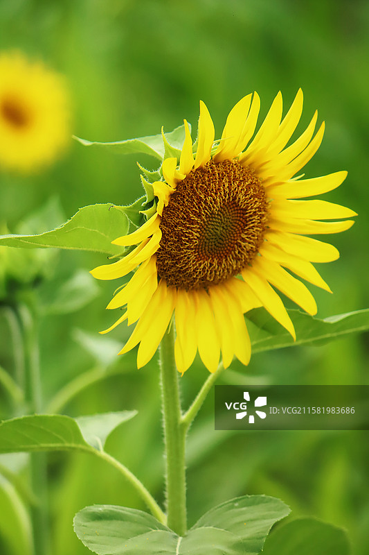 欣欣向荣的向日葵图片素材
