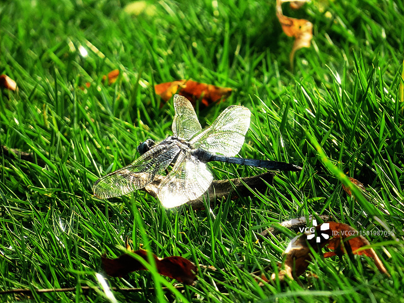 草地上的夏天-绿草蜻蜓与落叶图片素材