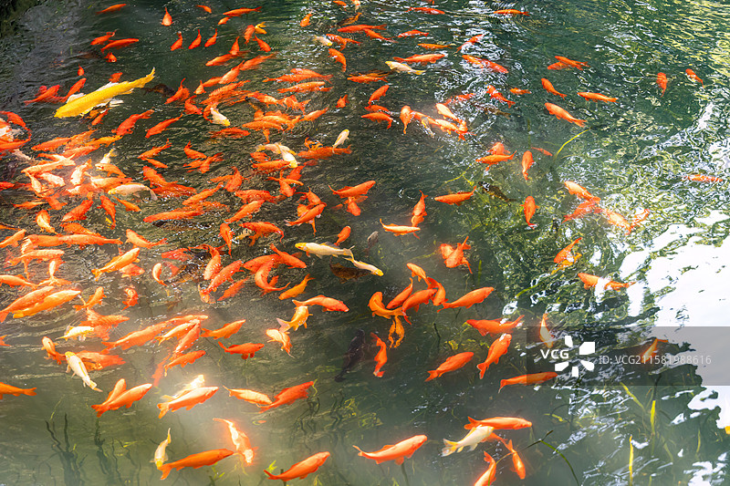 江苏省南京市总统府后花园煦园（西花园）池塘里的锦鲤图片素材