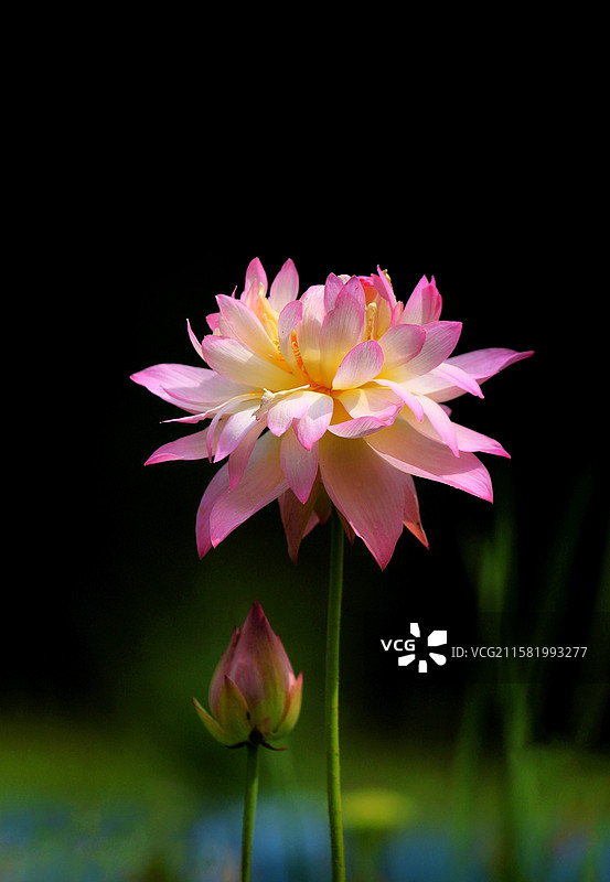 荷花珍稀品种一一粉霞图片素材