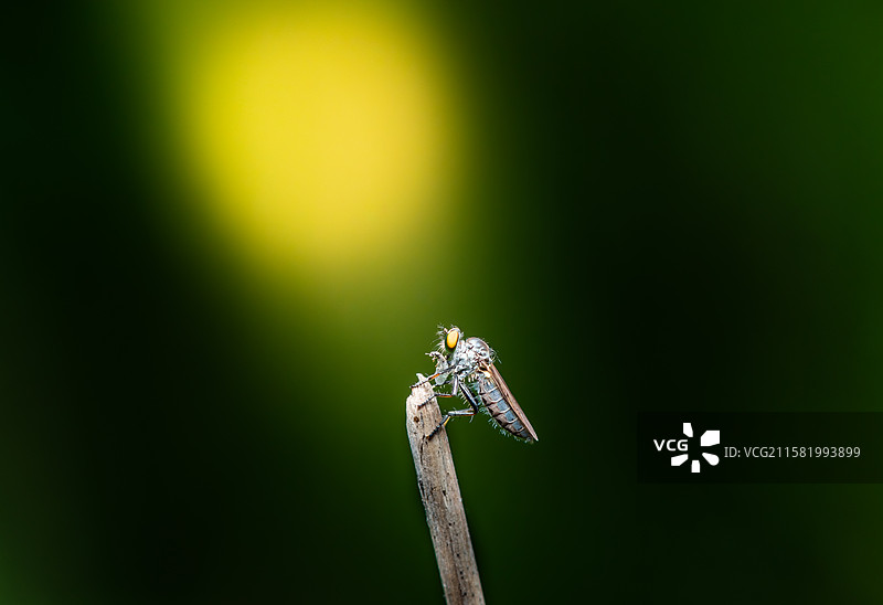 食虫虻捕食特写图片素材