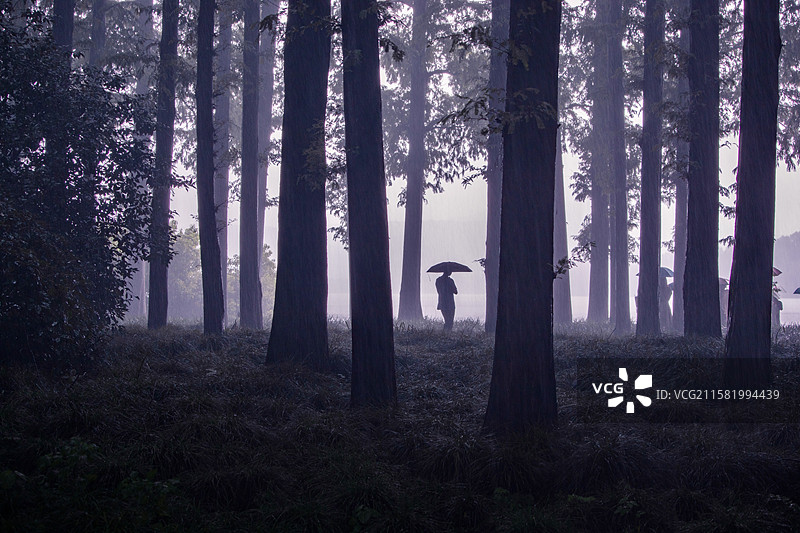 林中孤影图片素材