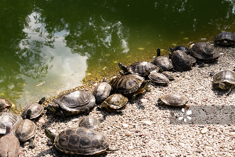 寺庙放生池里的一群乌龟图片素材