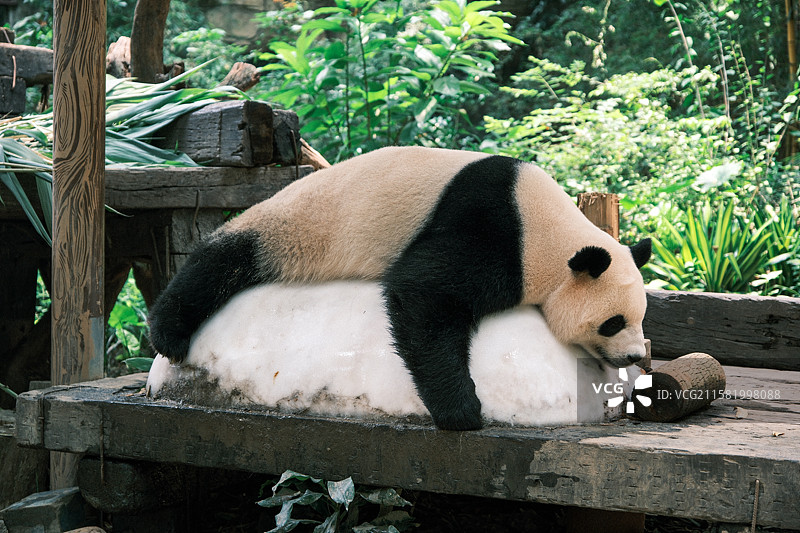 熊猫趴在冰块上图片素材