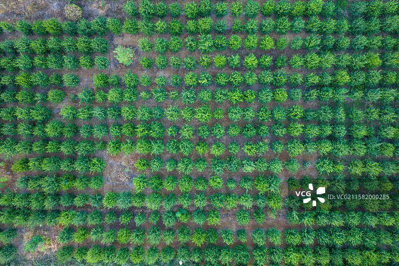 河南周口 西郊 农村 农业 苗圃 园林 树苗图片素材