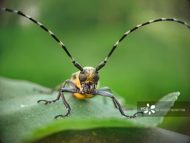 天线宝宝图片素材
