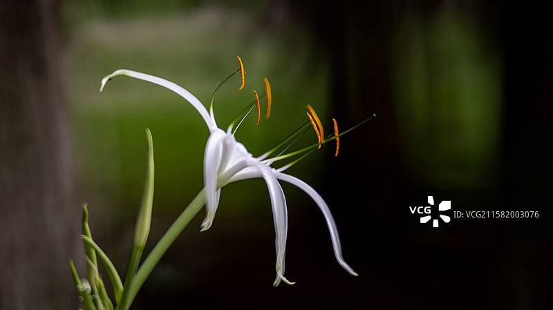 户外盛开的白花特写图片素材