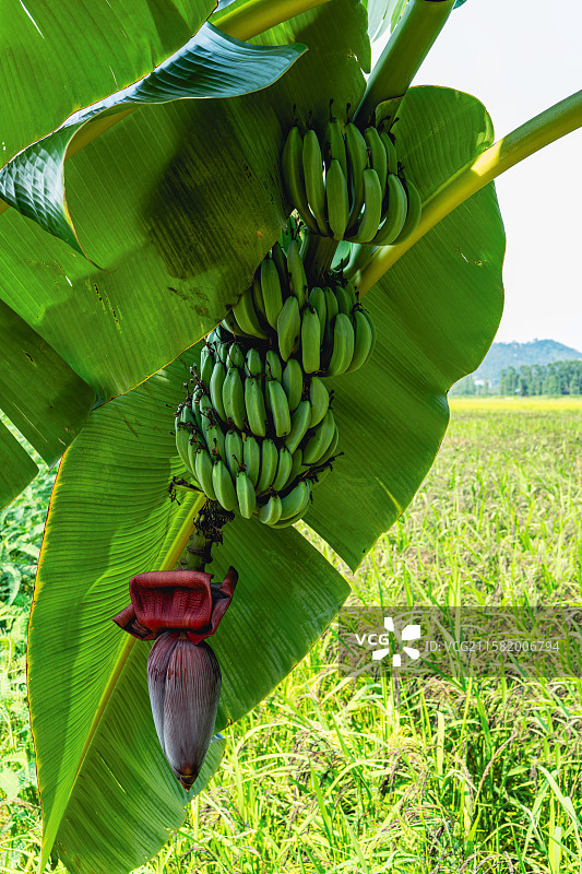 树上生长的香蕉特写图片素材