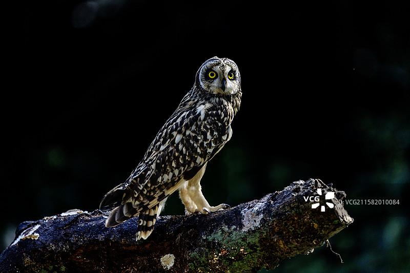 穿插飞行于林地间善于猎食鼠类、蜥蜴或昆虫的短耳鸮图片素材