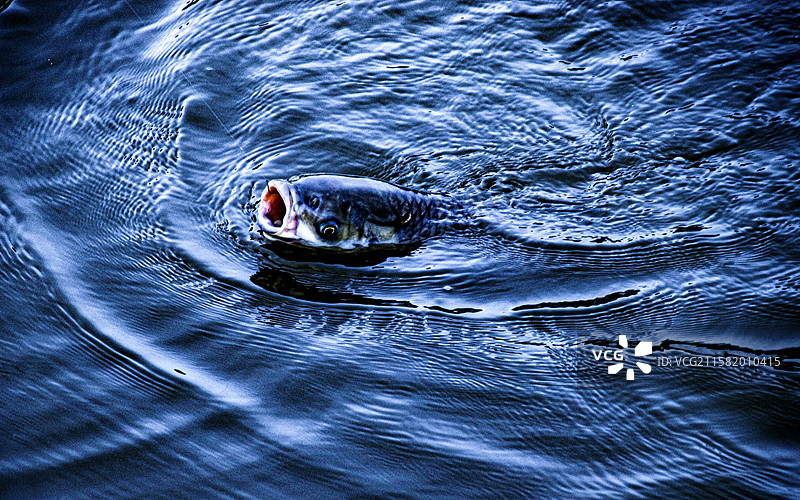 鱼出水图片素材