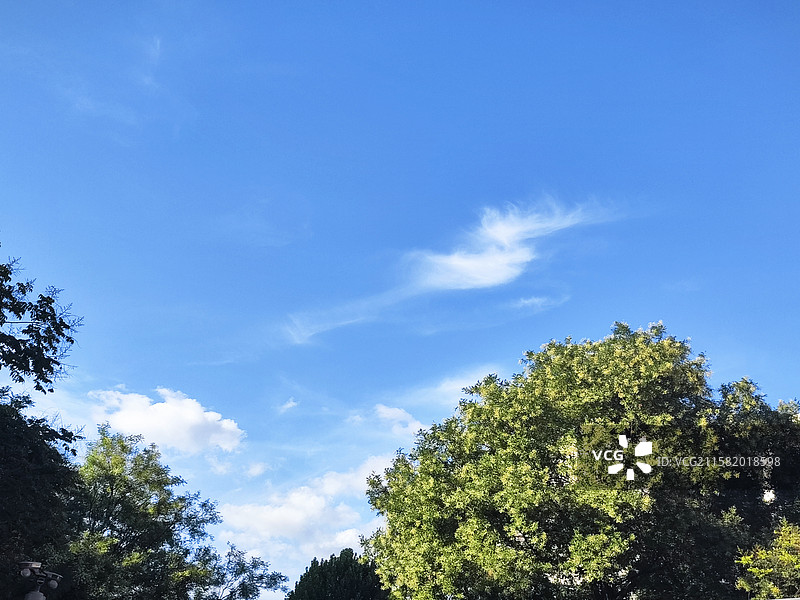 蓝天白云下的国槐树图片素材