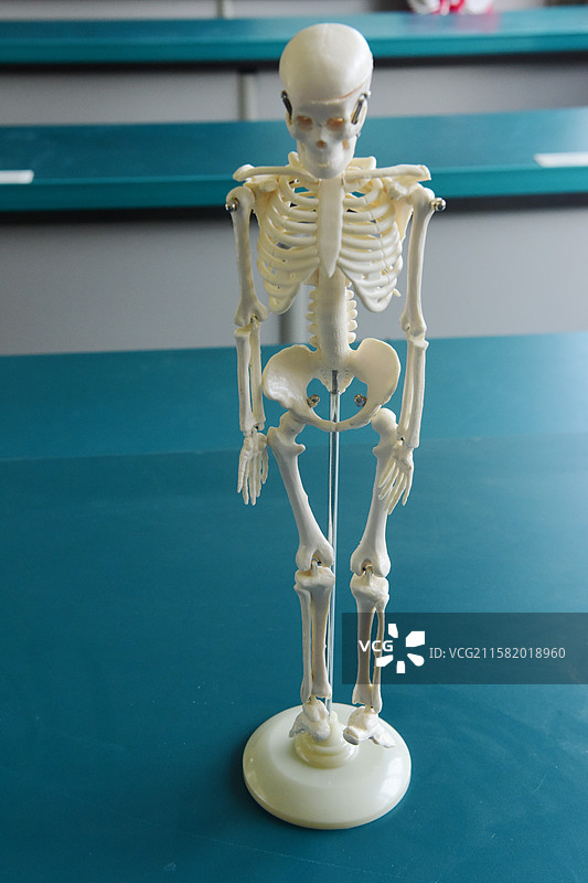 教学用具人体骨骼图片素材
