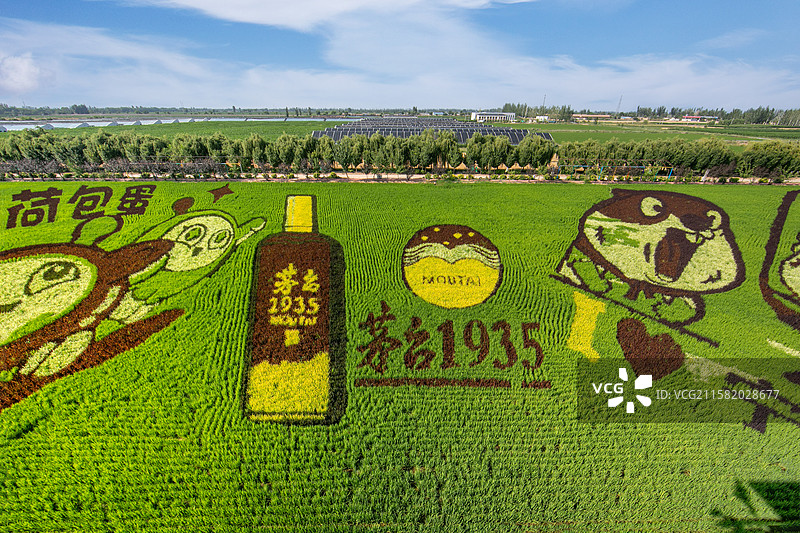 银川市贺兰县稻渔空间稻田画图片素材