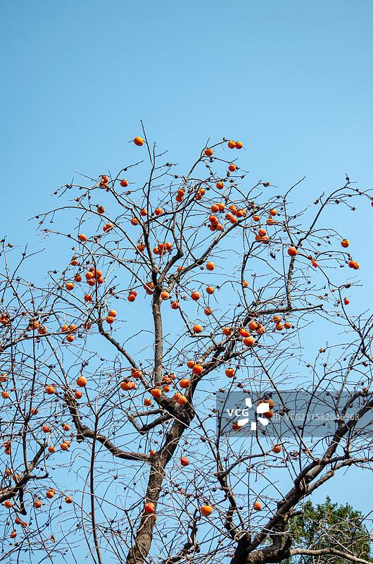 中国自然风光拍摄主题，古老的柿子树上悬挂着黄色橙色的柿子果实，户外白昼无人图像摄影图片素材