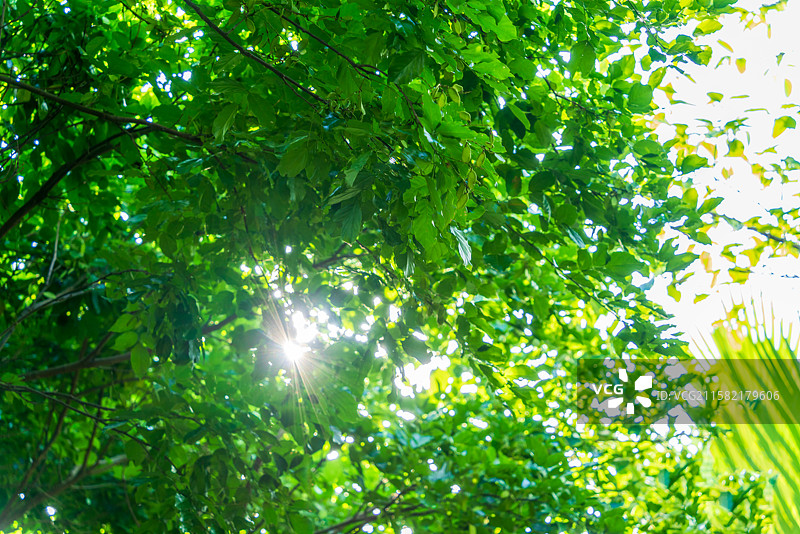 夏天阳光穿过树荫图片素材
