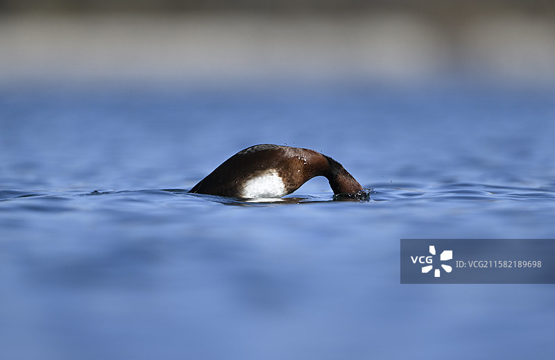 白眼潜鸭图片素材