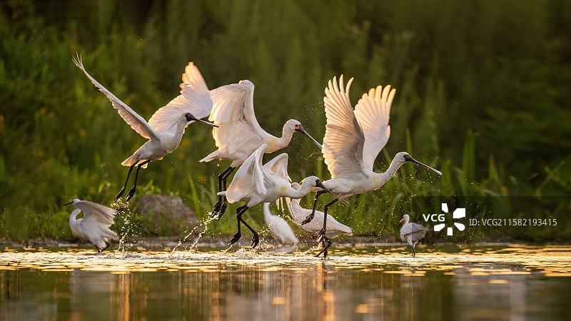 黑脸琵鹭图片素材