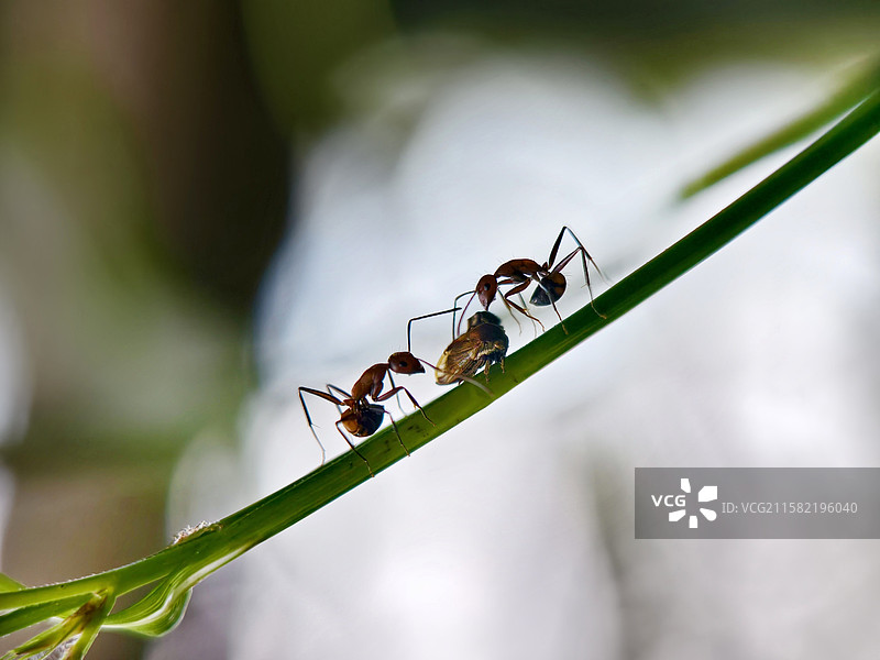 享受美食图片素材