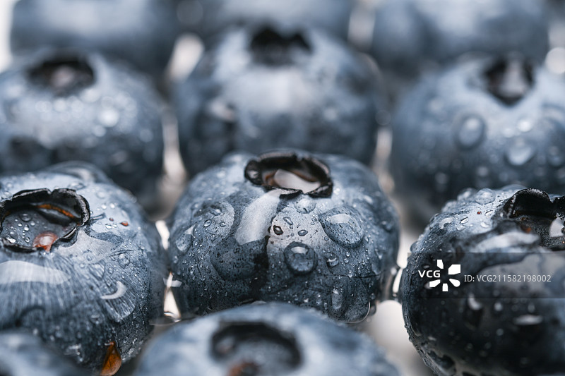 白色背景下的蓝莓图片素材