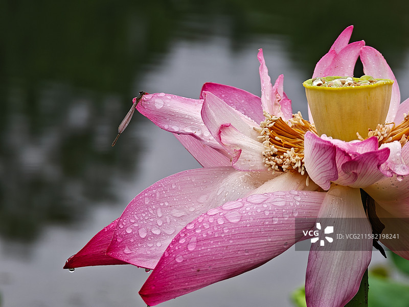 蜻蜓在荷花上图片素材